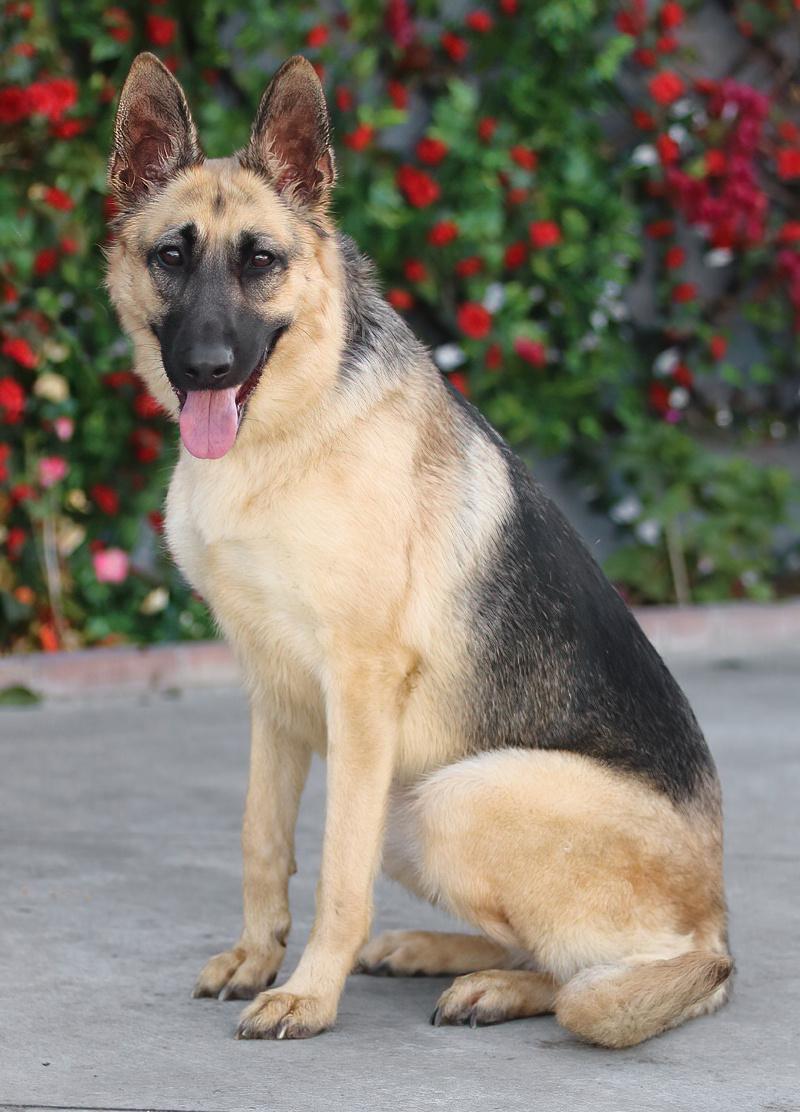 Enlarge Lucy von Lunden , a Adoptable German Shepherd Dog in Los Angeles, CA image 4/6