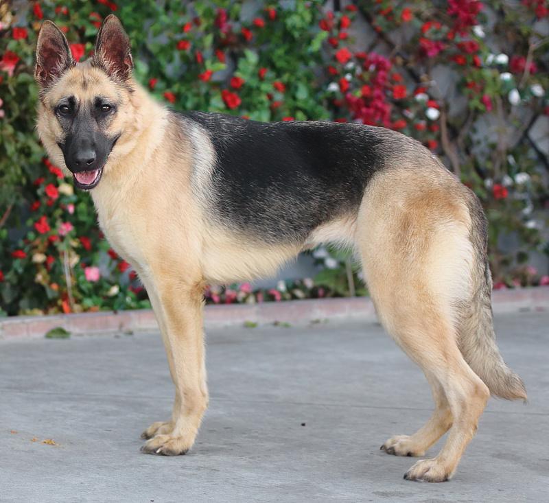 Enlarge Lucy von Lunden , a Adoptable German Shepherd Dog in Los Angeles, CA image 6/6