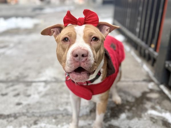 Cindy Lou Woof — thumbnail 3