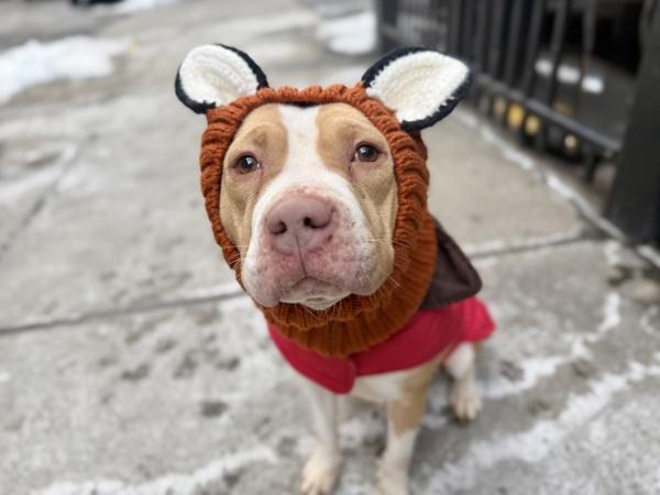 Cindy Lou Woof — thumbnail 4