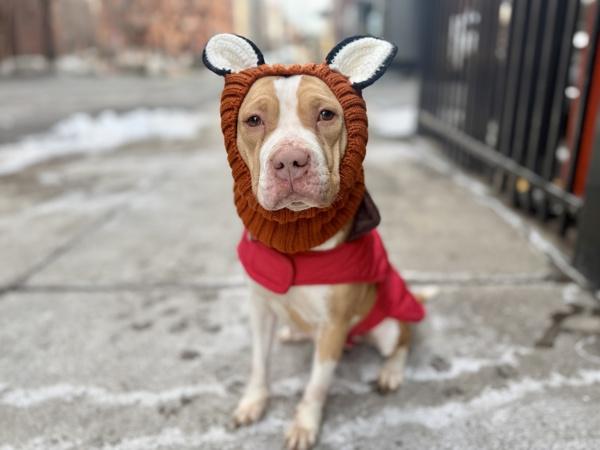 Cindy Lou Woof — thumbnail 5