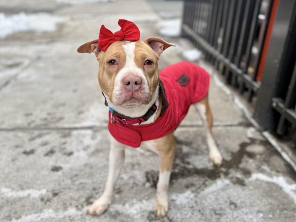 Cindy Lou Woof — thumbnail 6