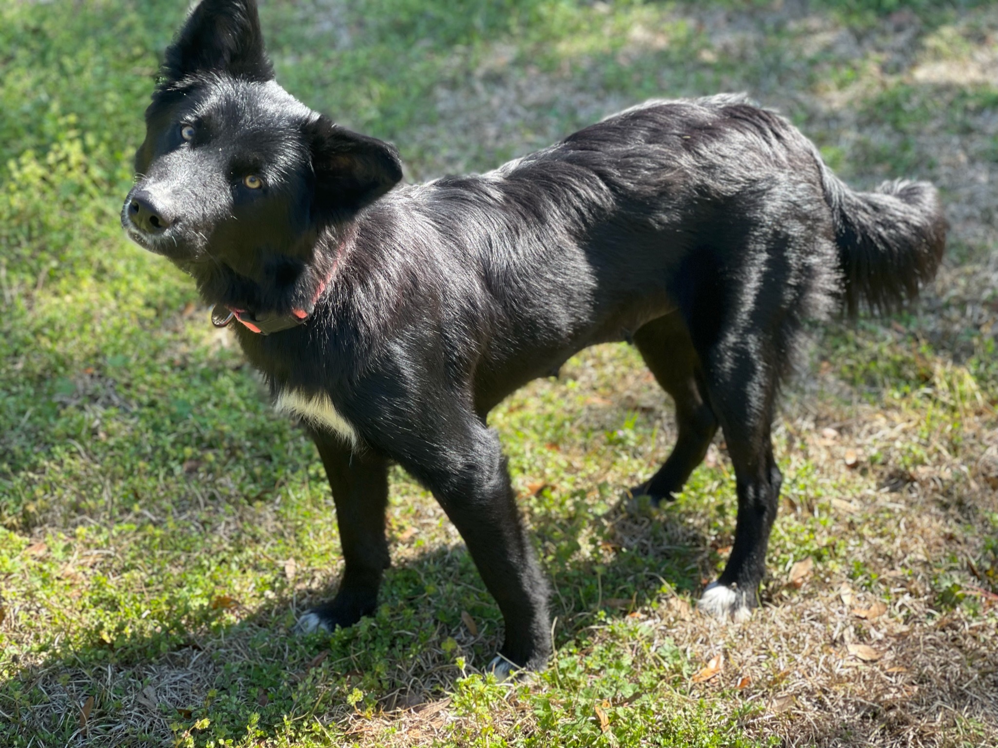 Lucky Charms - PLEASE READ BIO AT OPERATIONFAVOR.ORG, Adopted, Young Female Border Collie & Australian Shepherd.