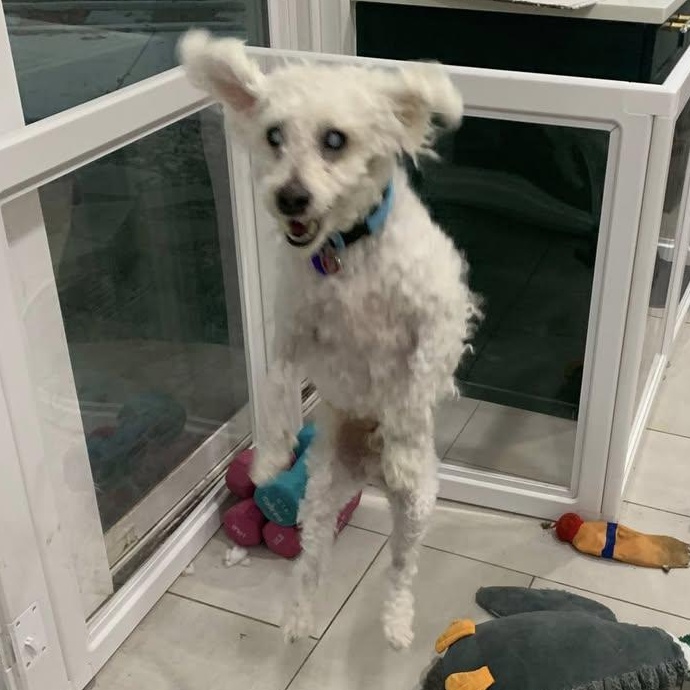 Enlarge Voorhees Trooper, a Adoptable Miniature Poodle in Plano, TX image 4/4