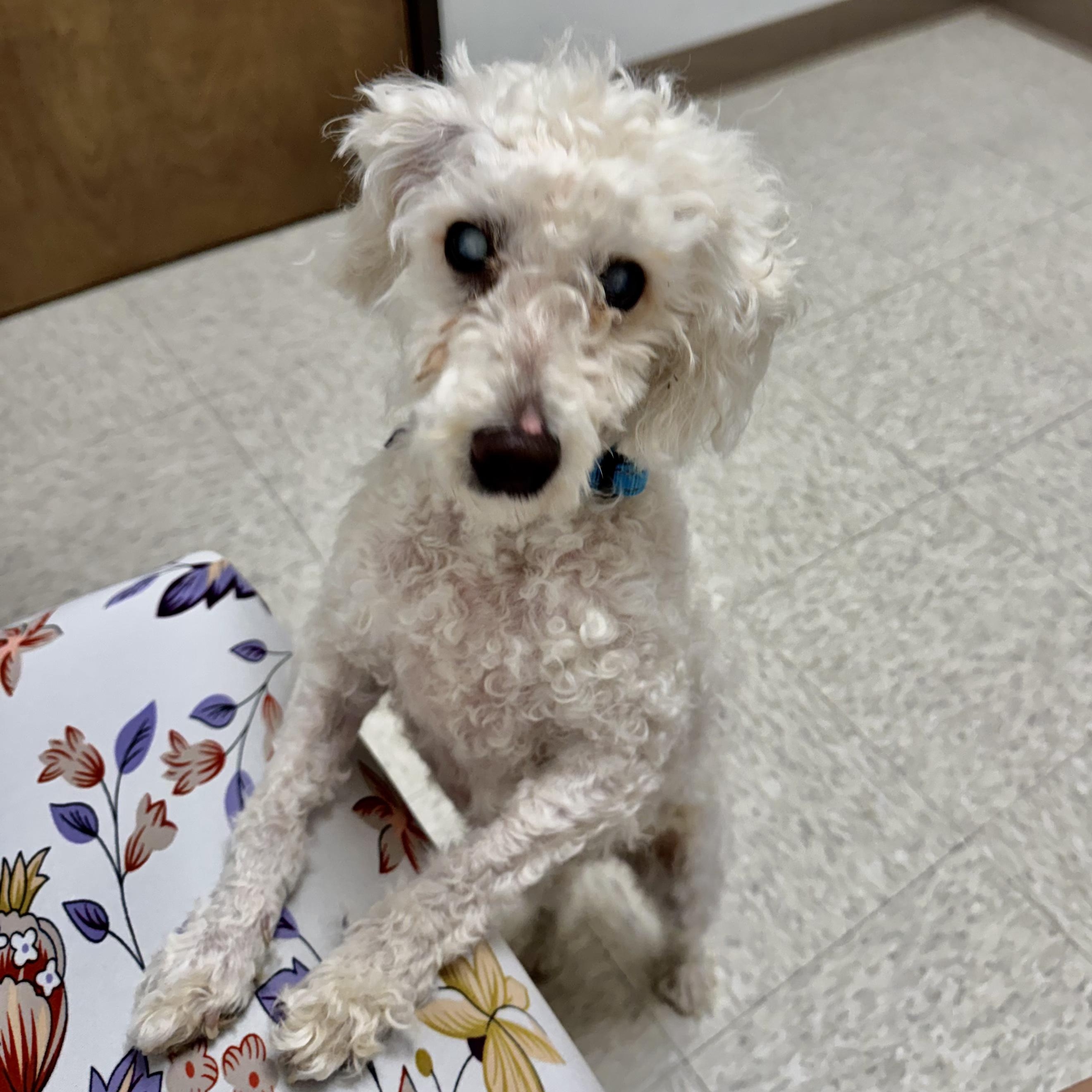 Enlarge Voorhees Trooper, a Adoptable Miniature Poodle in Plano, TX image 3/4