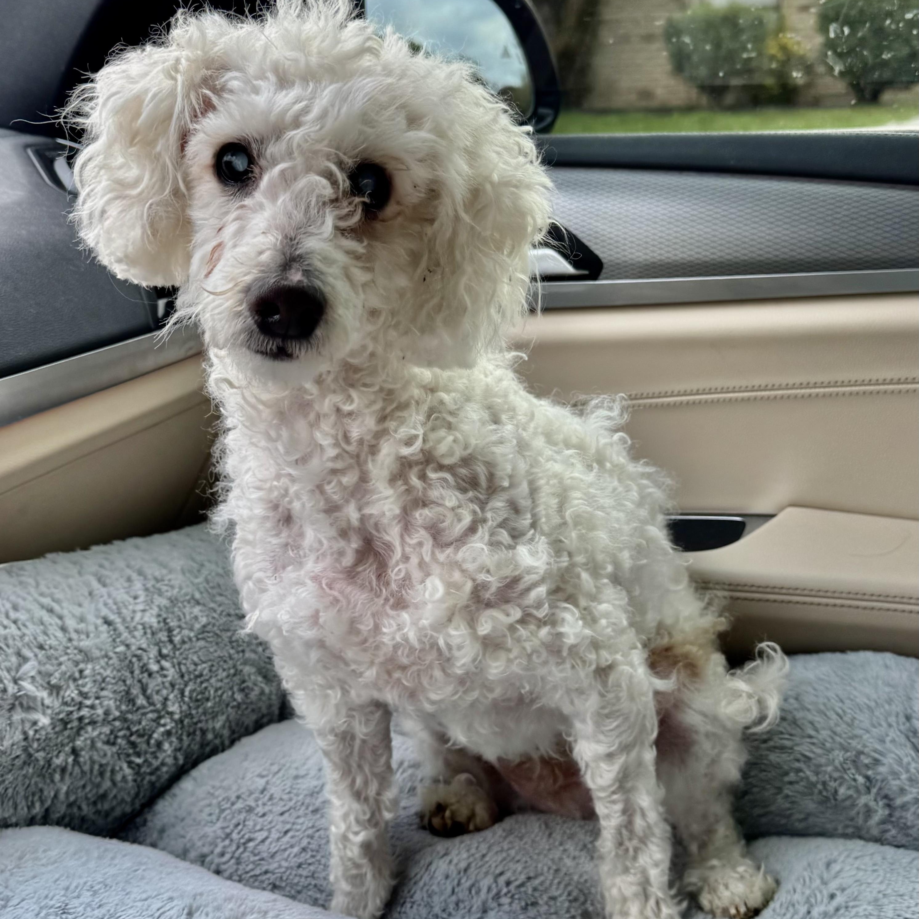 Voorhees Trooper, Adoptable, Adult Male Miniature Poodle.