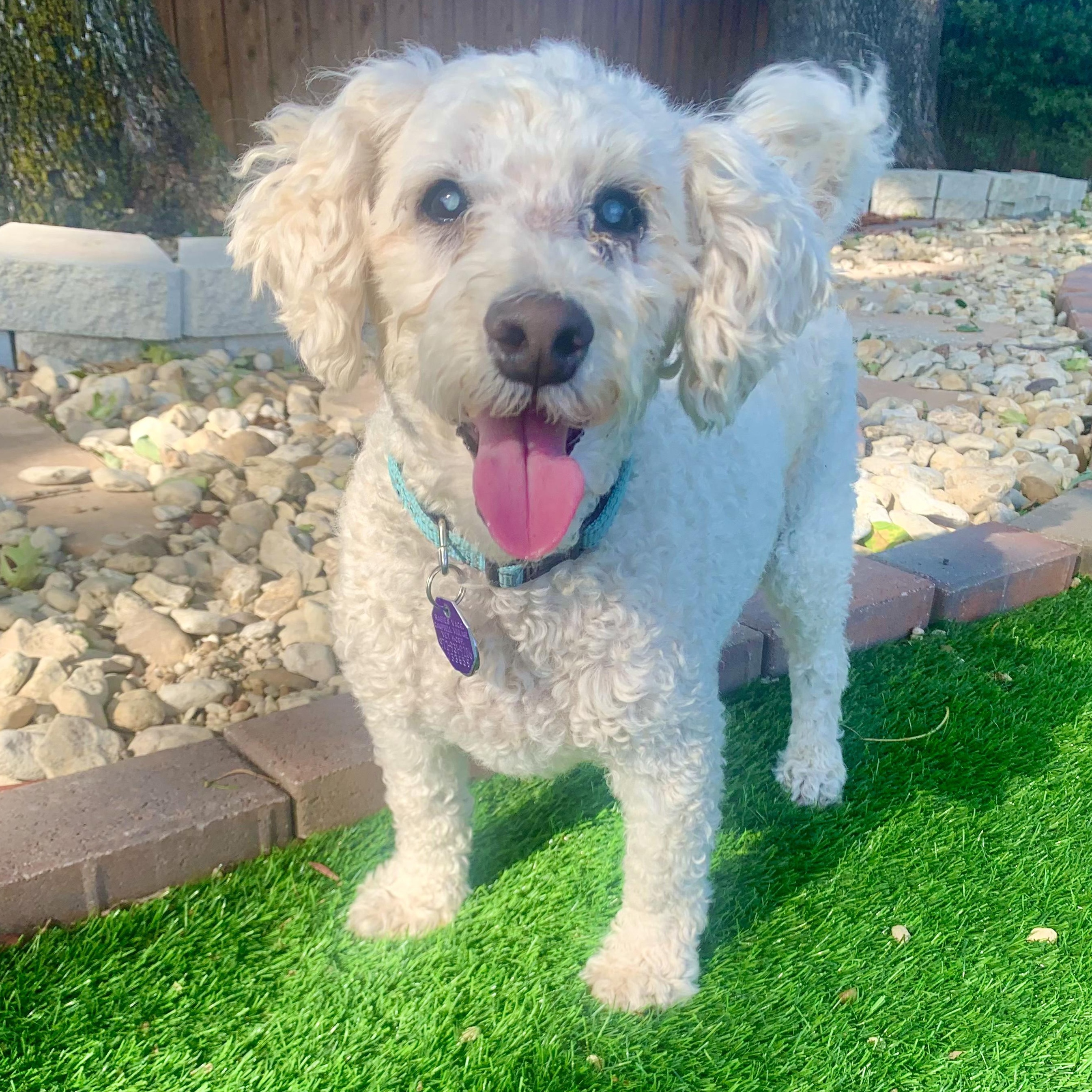 Voorhees Trooper, Adoptable, Adult Male Miniature Poodle.