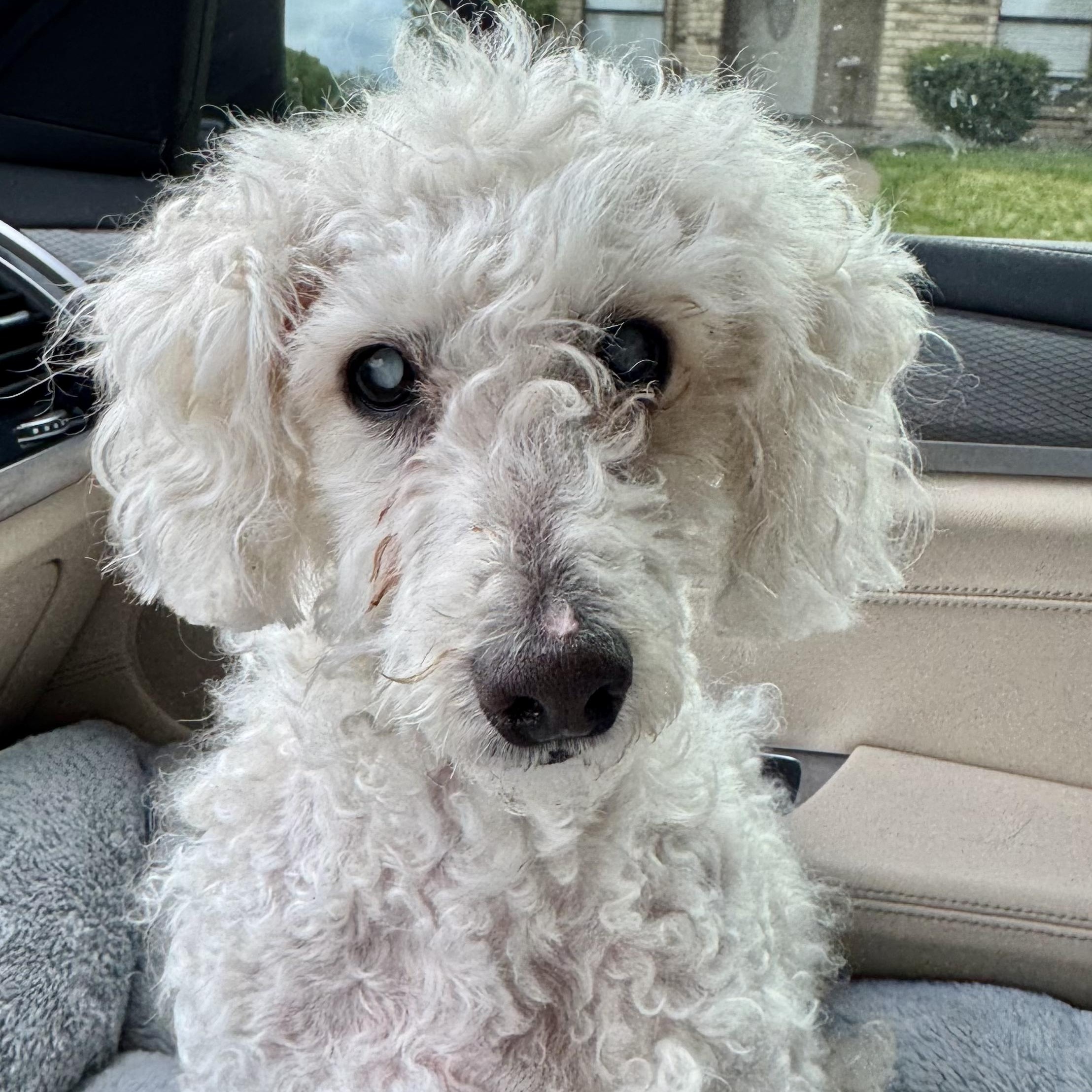 Enlarge Voorhees Trooper, a Adoptable Miniature Poodle in Plano, TX image 2/4