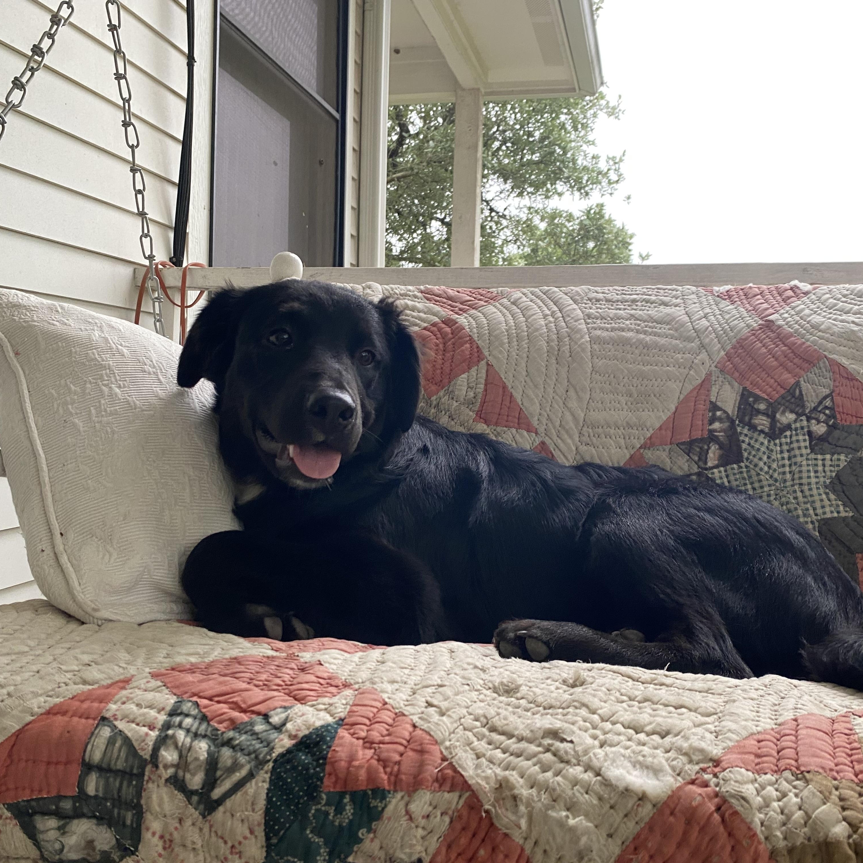 Enlarge Black labrador retriever mix puppy - FOUND ON HWY 783 NEAR HARPER, TX, a Adopted Black Labrador Retriever in Kerrville, TX image 2/2