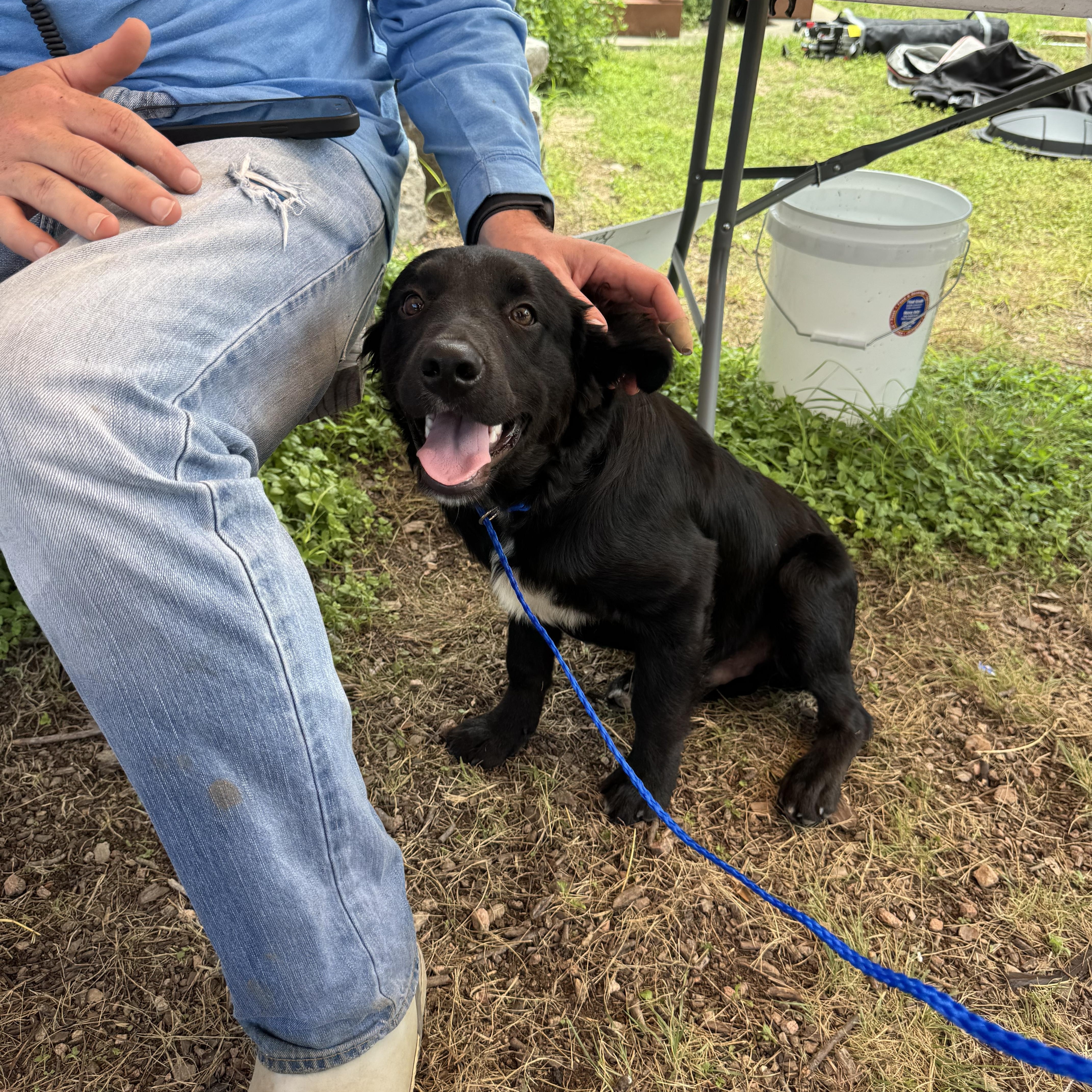 Enlarge Black labrador retriever mix puppy - FOUND ON HWY 783 NEAR HARPER, TX, a Adopted Black Labrador Retriever in Kerrville, TX image 1/2