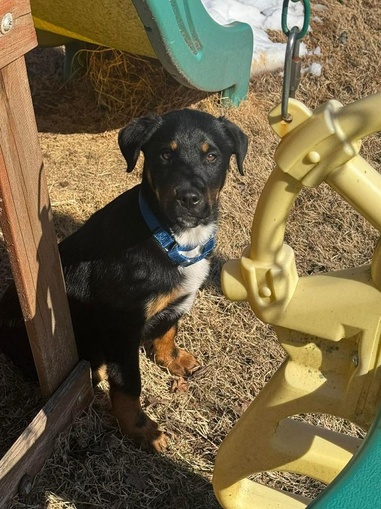 Peter   (2026), Adoptable, Puppy Male Rottweiler & Mixed Breed.