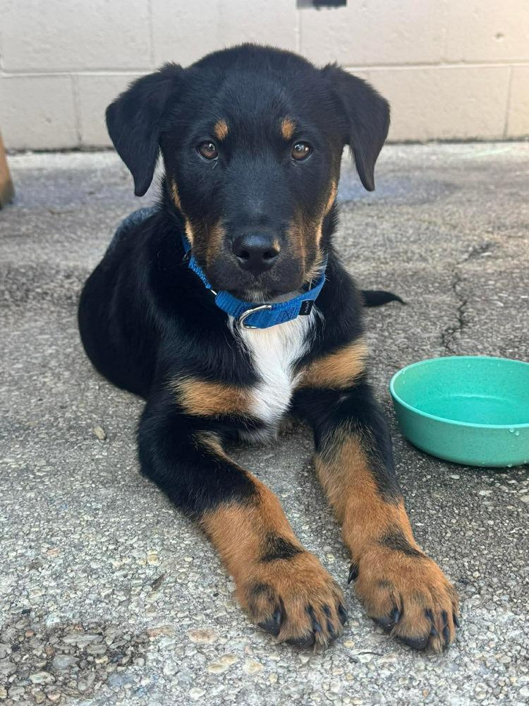 Peter (2026), a Adoptable mixed breed in Wenonah, NJ image 5/6