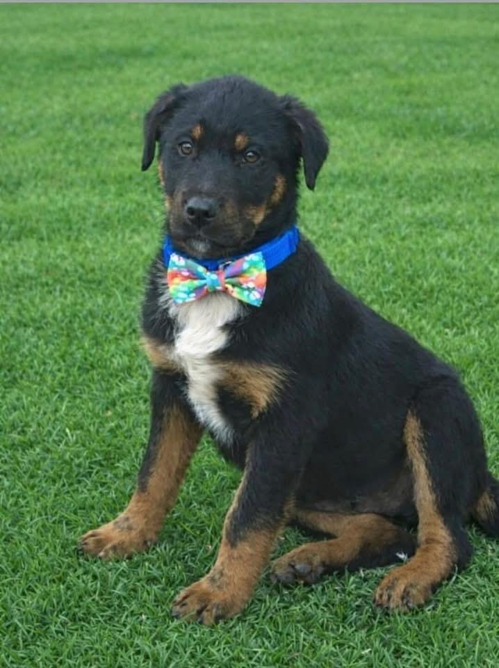 Peter (2026), a Adoptable mixed breed in Wenonah, NJ image 6/6