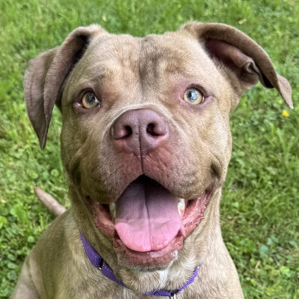 Enlarge Athena, a Adoptable mixed breed in Shinnston, WV image 2/2
