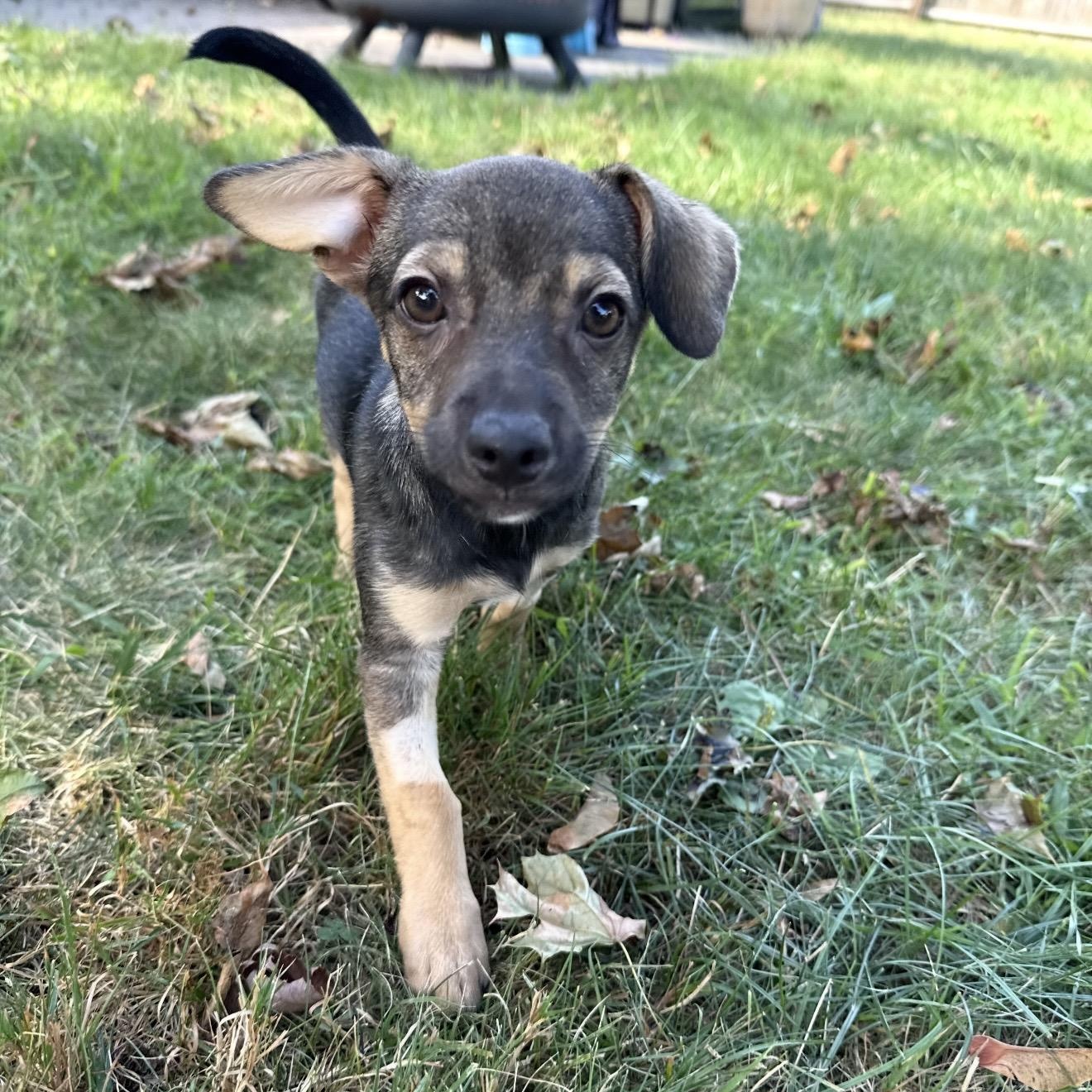 Enlarge Misty, a Adoptable mixed breed in Pelham, NH image 6/6