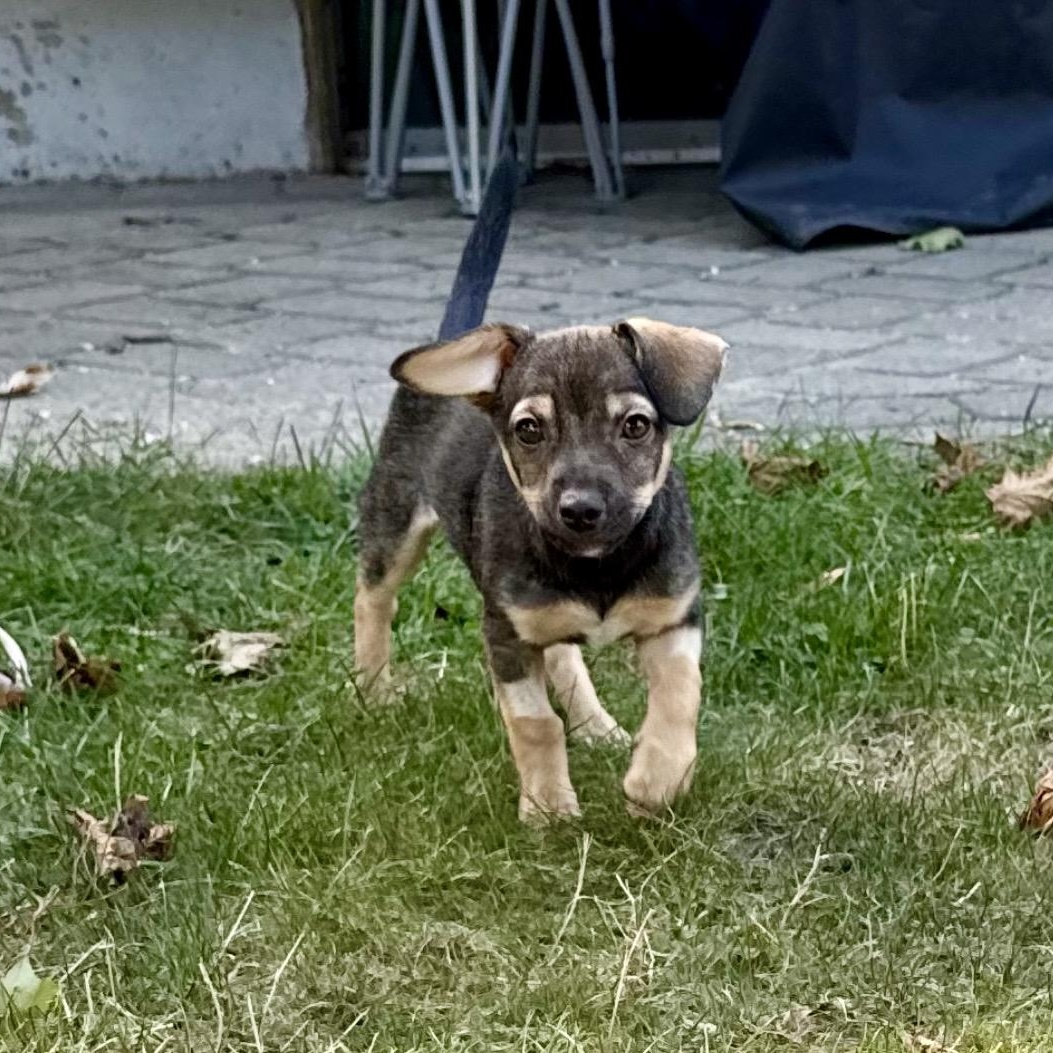 Enlarge Misty, a Adoptable mixed breed in Pelham, NH image 3/6