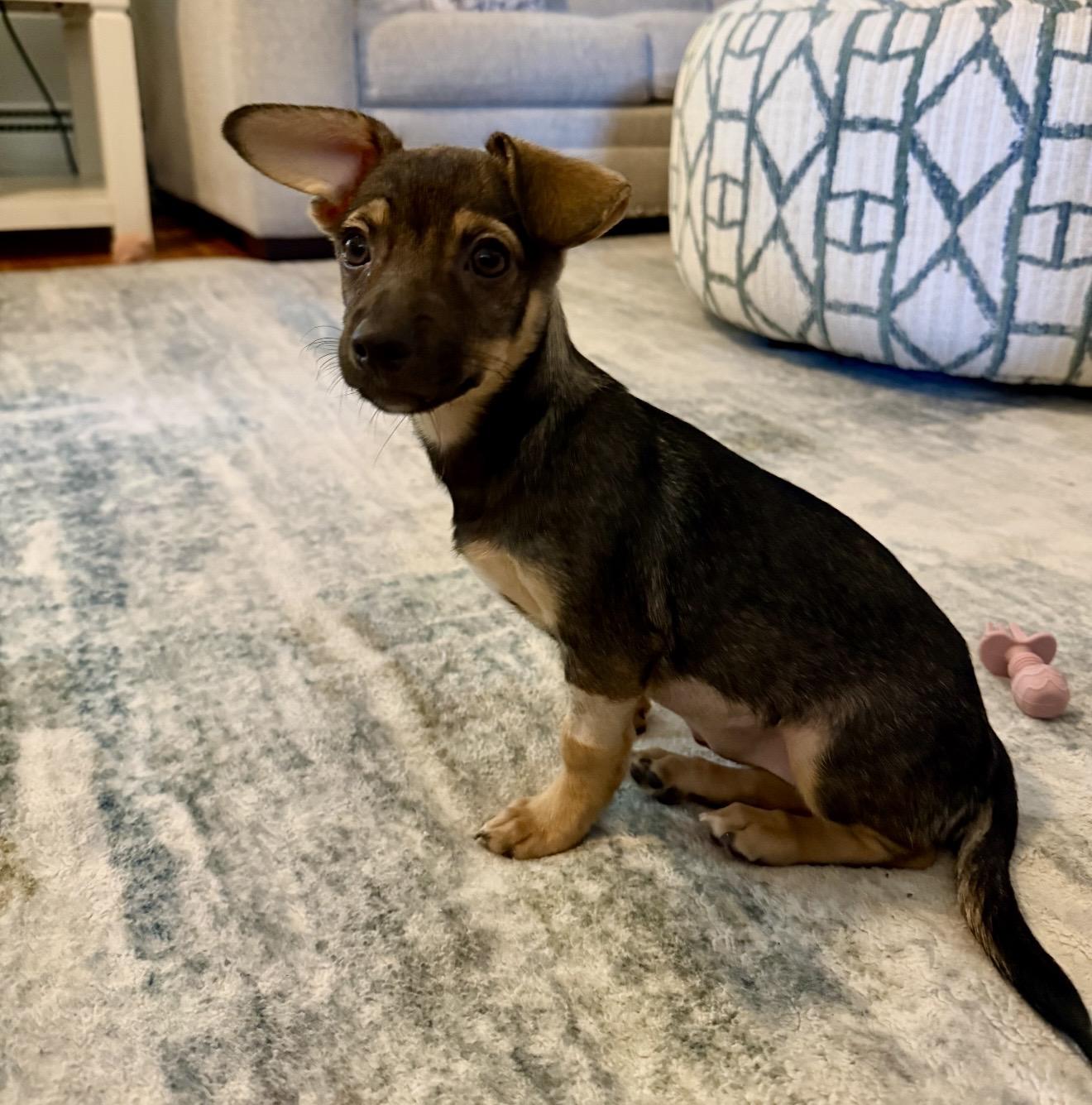 Enlarge Misty, a Adoptable mixed breed in Pelham, NH image 4/6