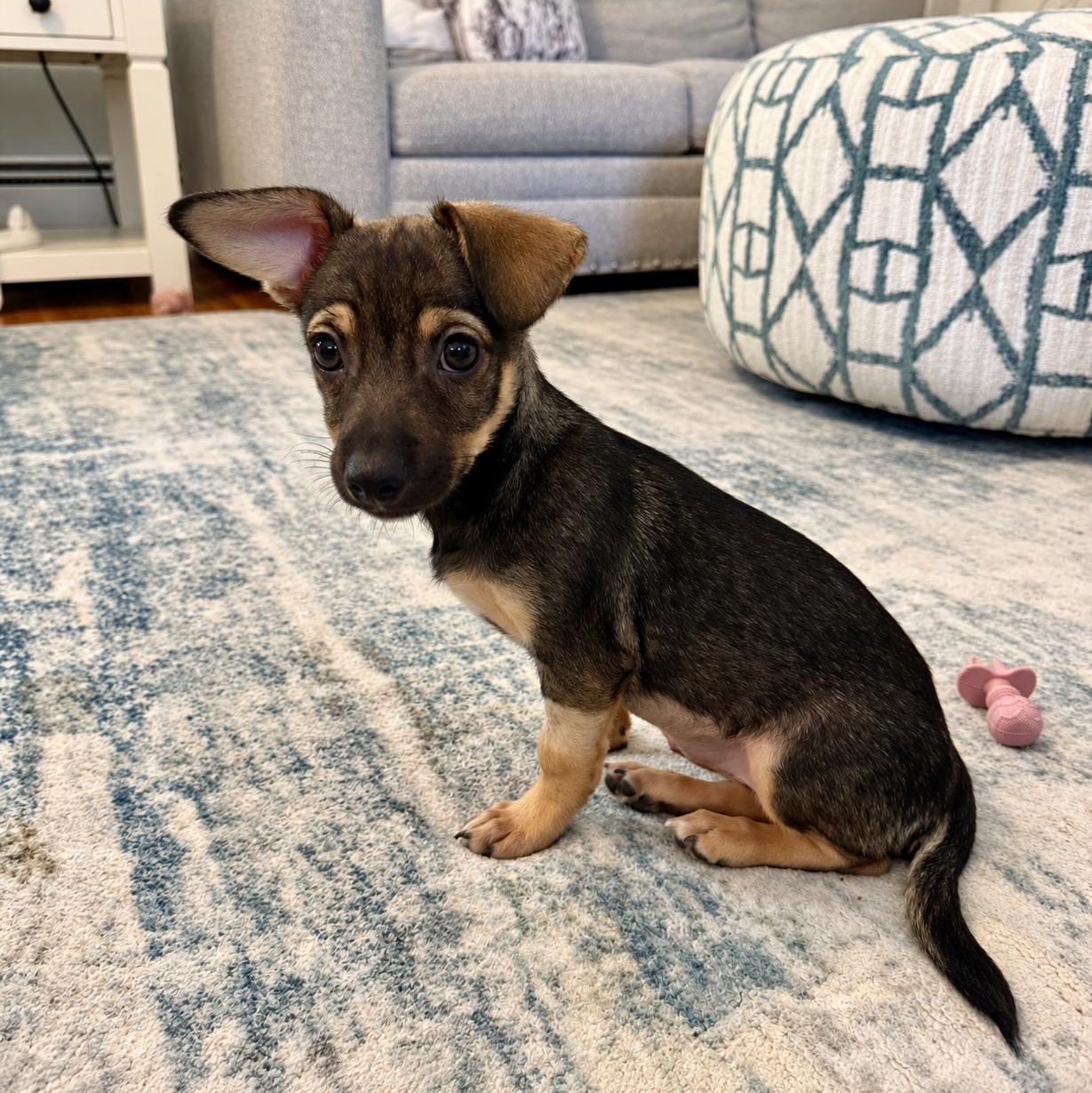 Enlarge Misty, a Adoptable mixed breed in Pelham, NH image 2/6
