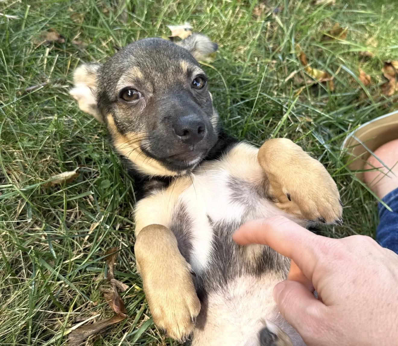 Enlarge Misty, a Adoptable mixed breed in Pelham, NH image 5/6