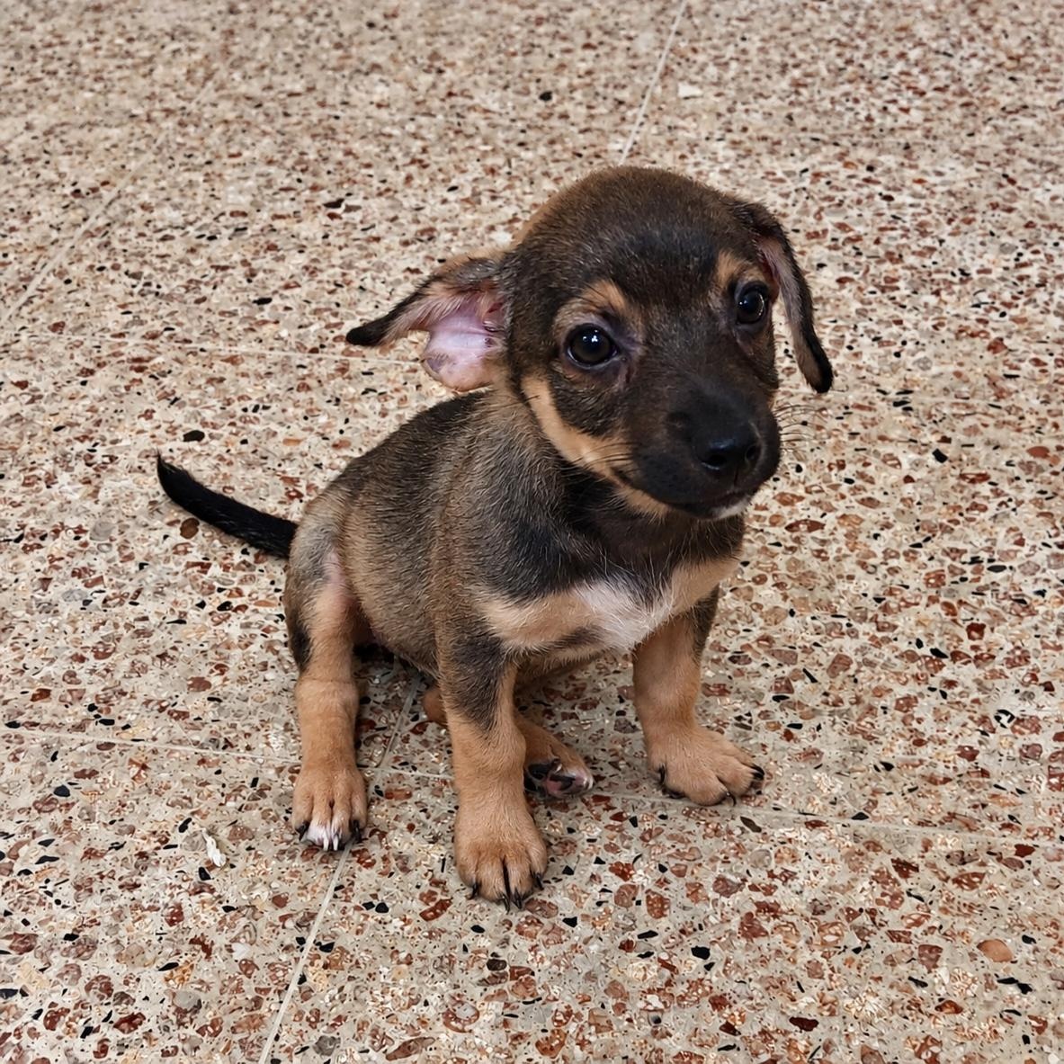 Misty, Adoptable, Puppy Female Chihuahua & Mixed Breed.