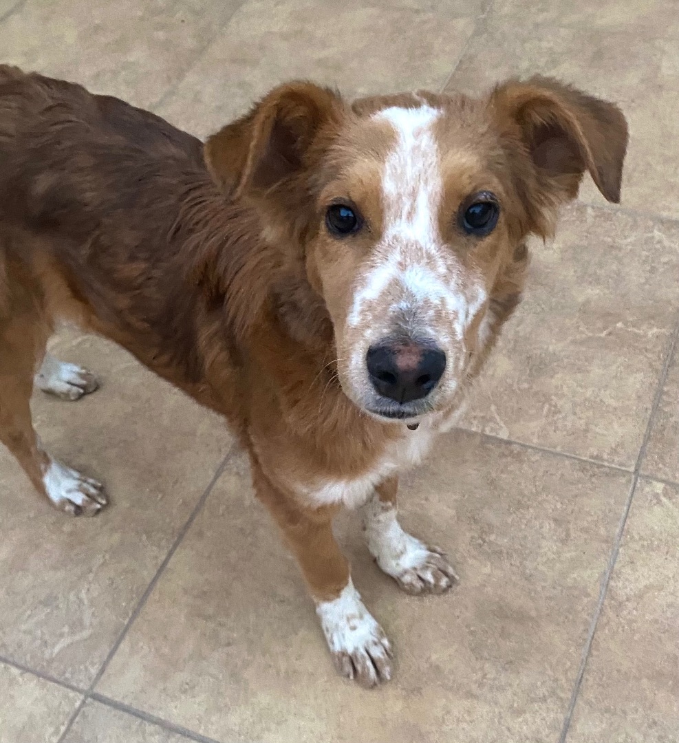 Jamie, Adopted, Puppy Male Australian Shepherd.