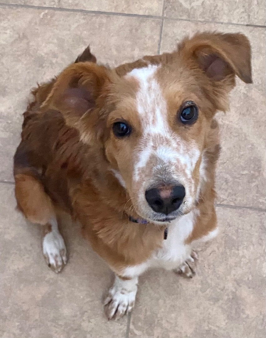 Enlarge Jamie, a Adopted mixed breed in Tucson, AZ image 4/6