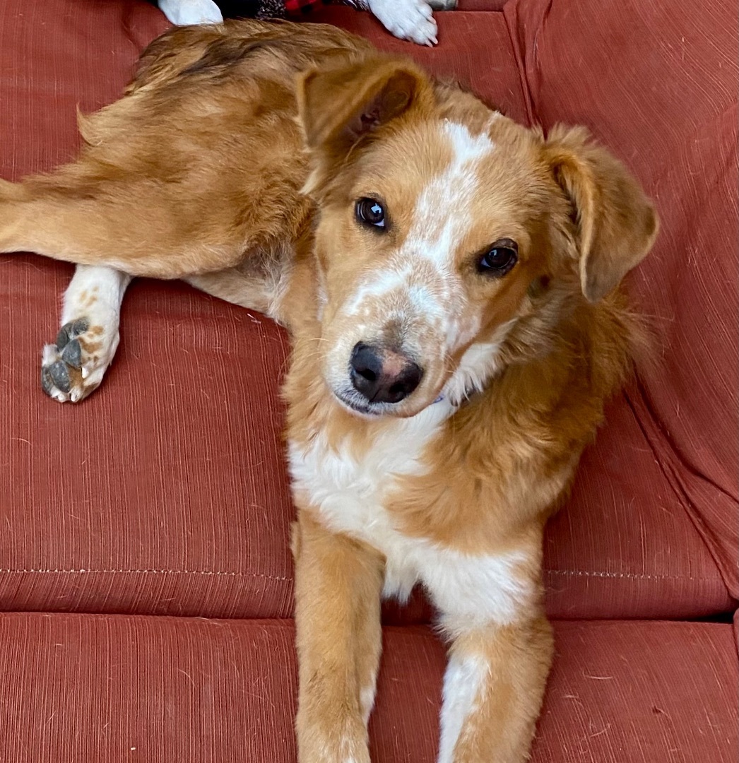 Enlarge Jamie, a Adopted mixed breed in Tucson, AZ image 5/6