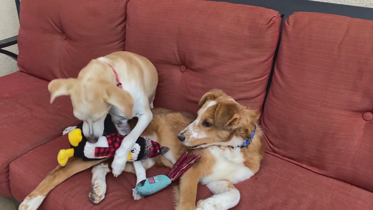 Enlarge Jamie, a Adopted mixed breed in Tucson, AZ video 6/6