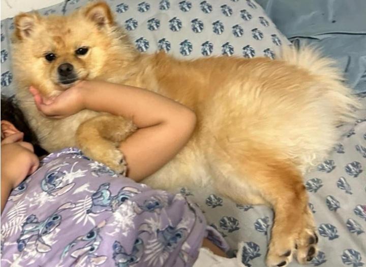 Enlarge Bibi, a Adopted Pomeranian in Woodland Hills, CA image 1/3