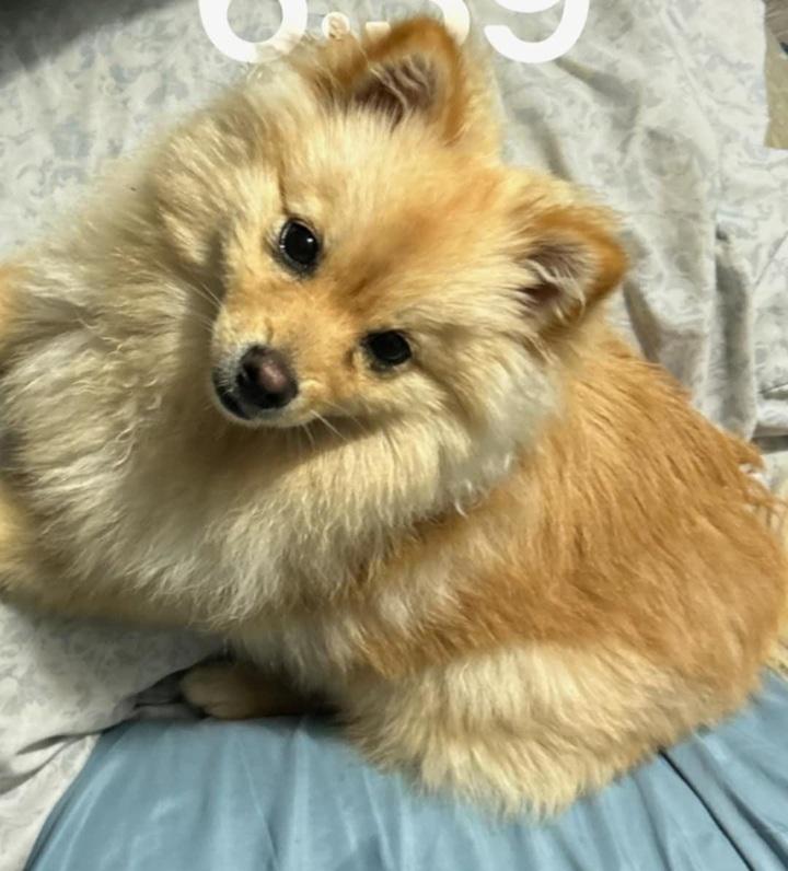 Enlarge Bibi, a Adopted Pomeranian in Woodland Hills, CA image 2/3