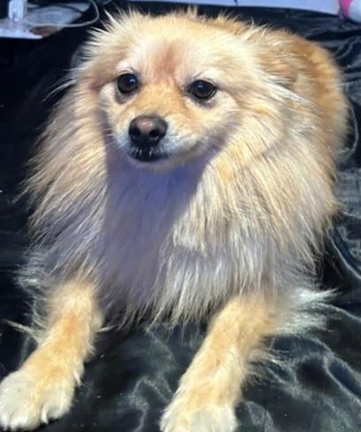 Enlarge Bibi, a Adopted Pomeranian in Woodland Hills, CA image 3/3