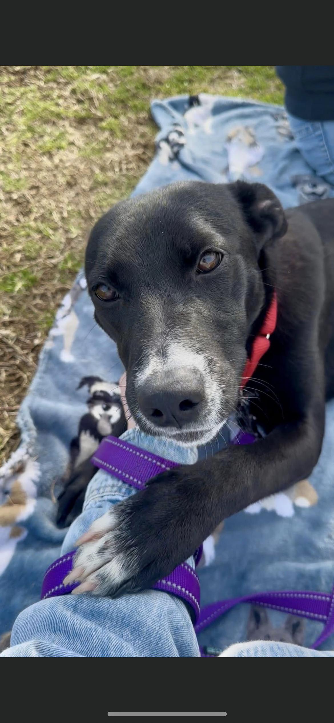 Enlarge Baby, a Adoptable mixed breed in Hamden, CT image 6/6