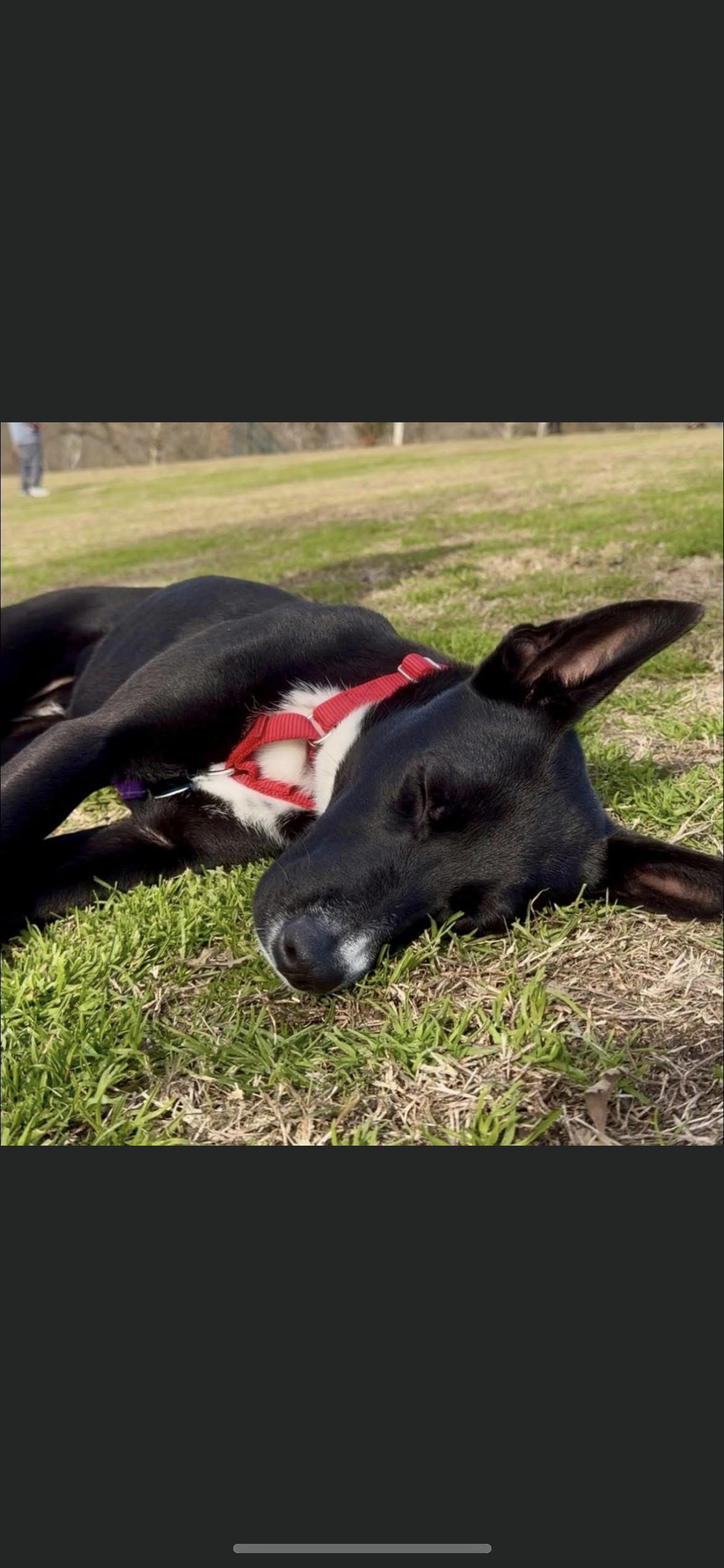 Enlarge Baby, a Adoptable mixed breed in Hamden, CT image 1/6