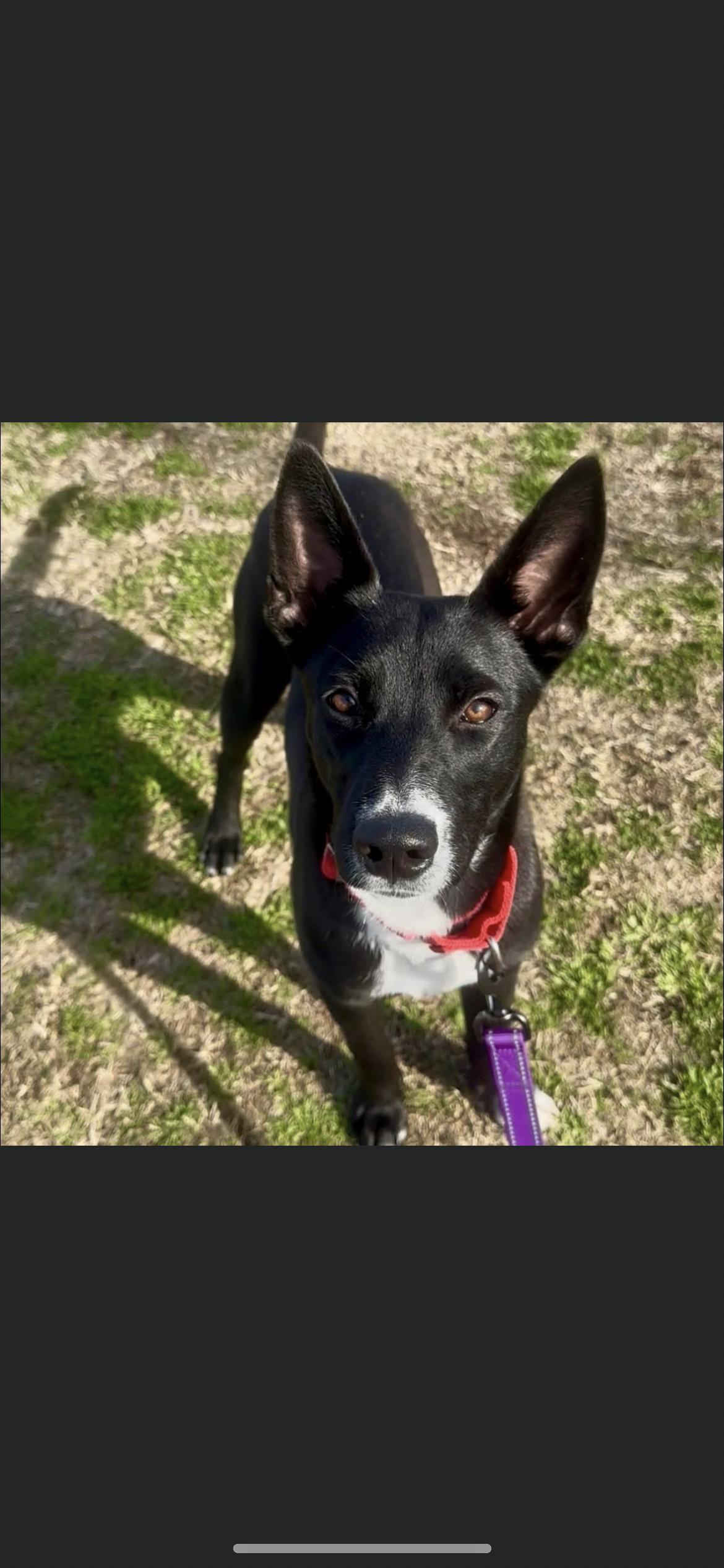 Enlarge Baby, a Adoptable mixed breed in Hamden, CT image 4/6