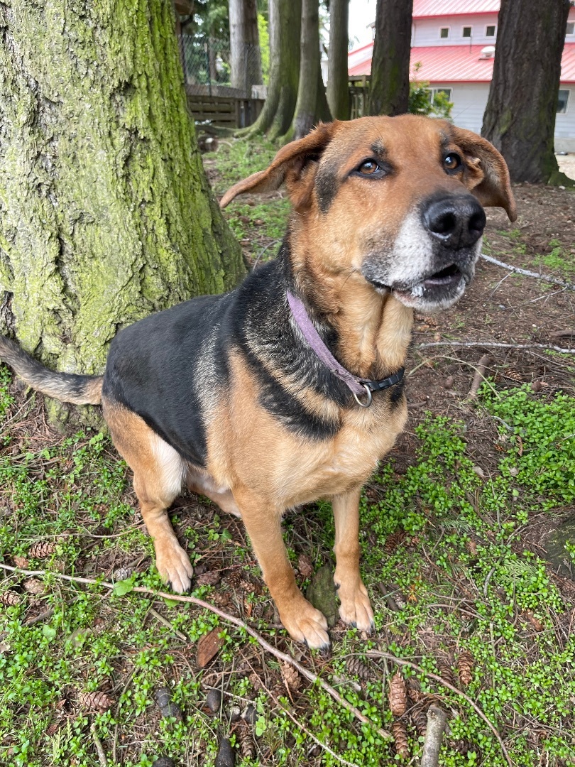 Toby, a Adoptable mixed breed in lynnwood , WA image 1/6