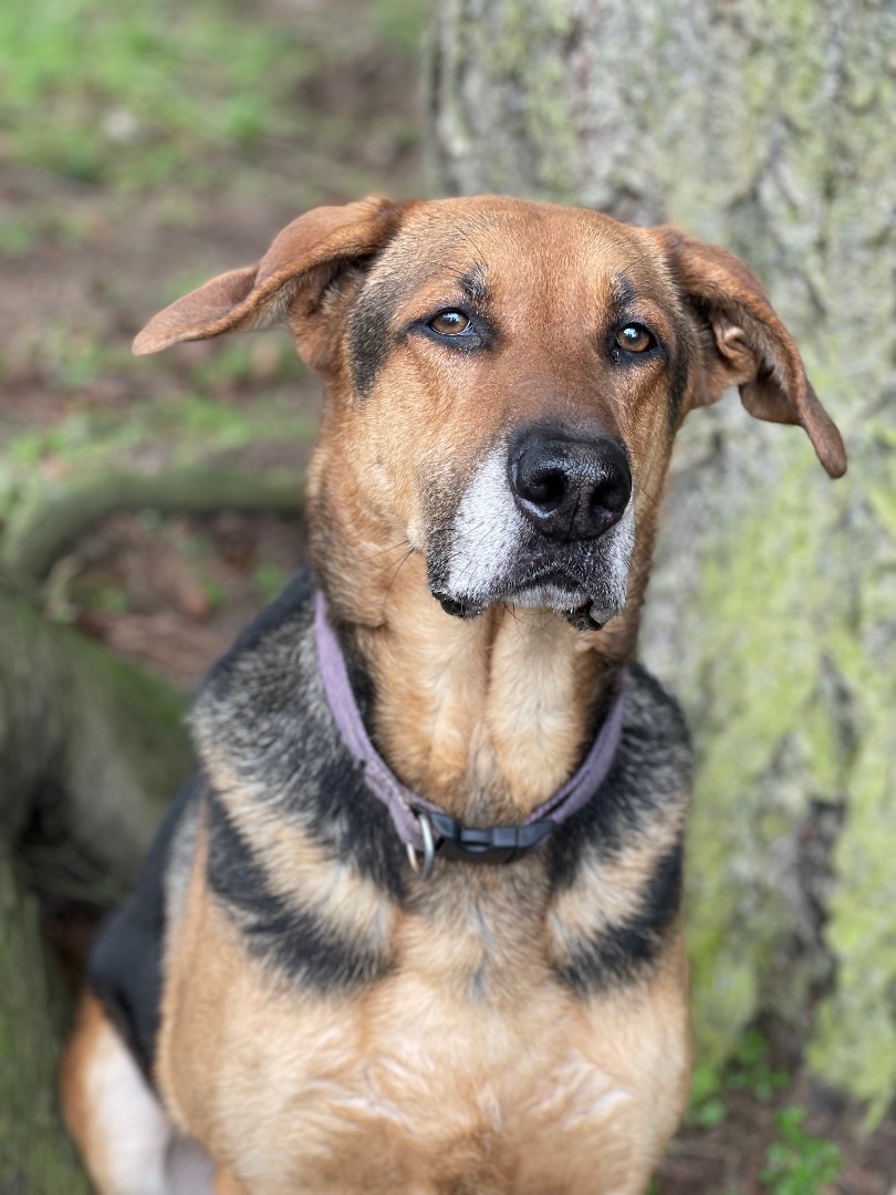 Toby, a Adoptable mixed breed in lynnwood , WA image 2/6