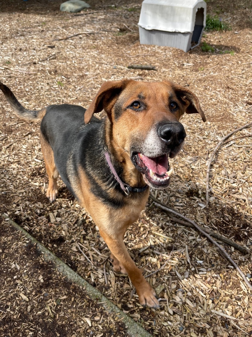 Toby, a Adoptable mixed breed in lynnwood , WA image 3/6