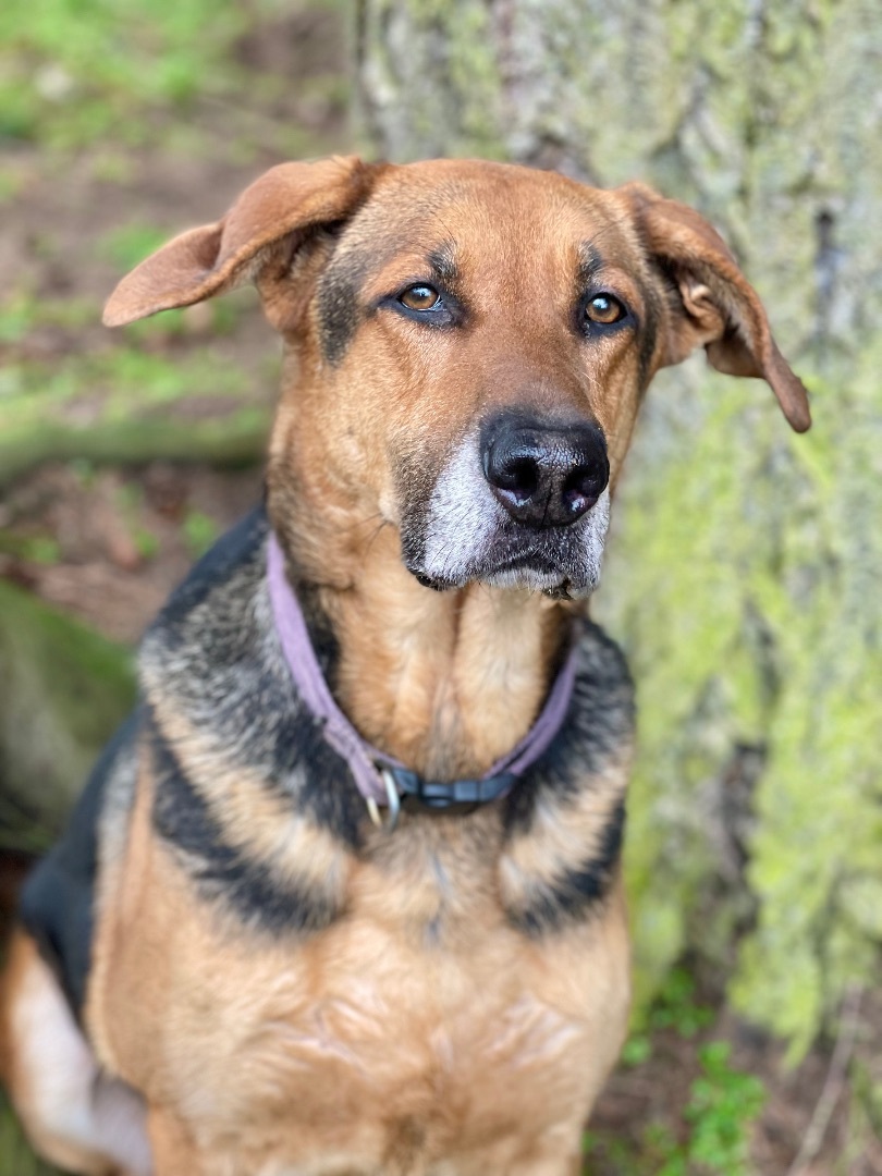 Toby, a Adoptable mixed breed in lynnwood , WA image 4/6