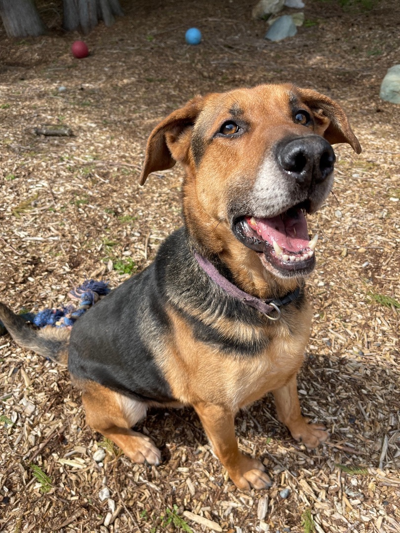 Toby, a Adoptable mixed breed in lynnwood , WA image 5/6
