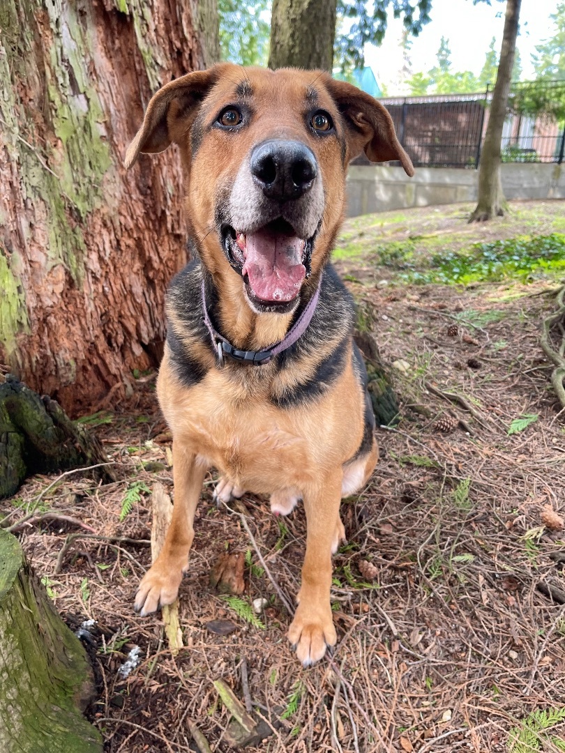 Toby, a Adoptable mixed breed in lynnwood , WA image 6/6