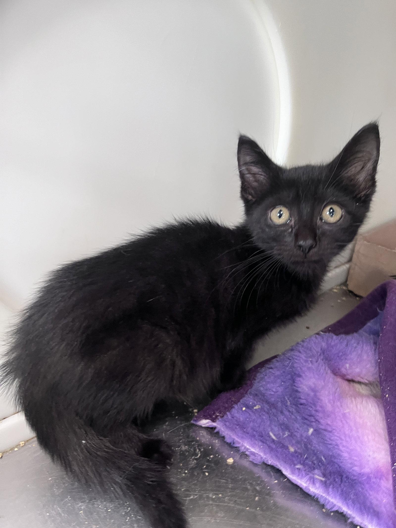 Enlarge Croft, a Adoptable Domestic Short Hair in Carrollton, GA image 1/3