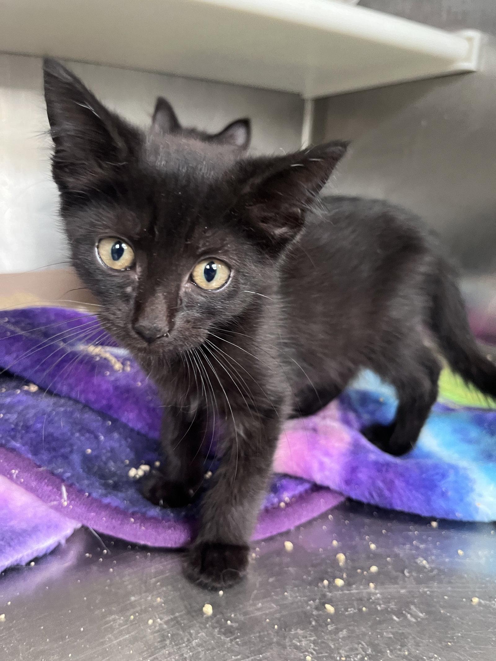 Enlarge Croft, a Adoptable Domestic Short Hair in Carrollton, GA image 2/3