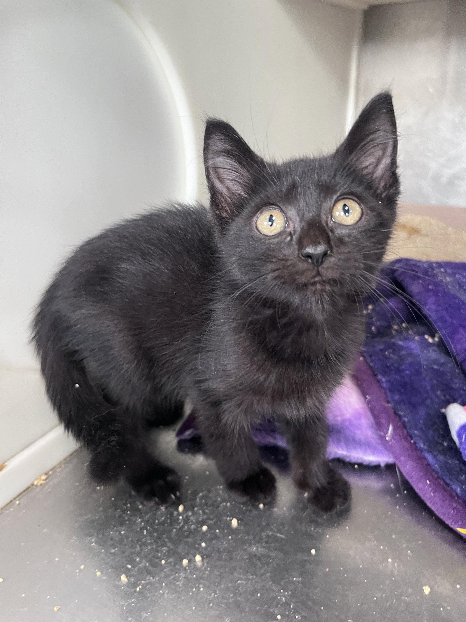 Enlarge Croft, a Adoptable Domestic Short Hair in Carrollton, GA image 3/3