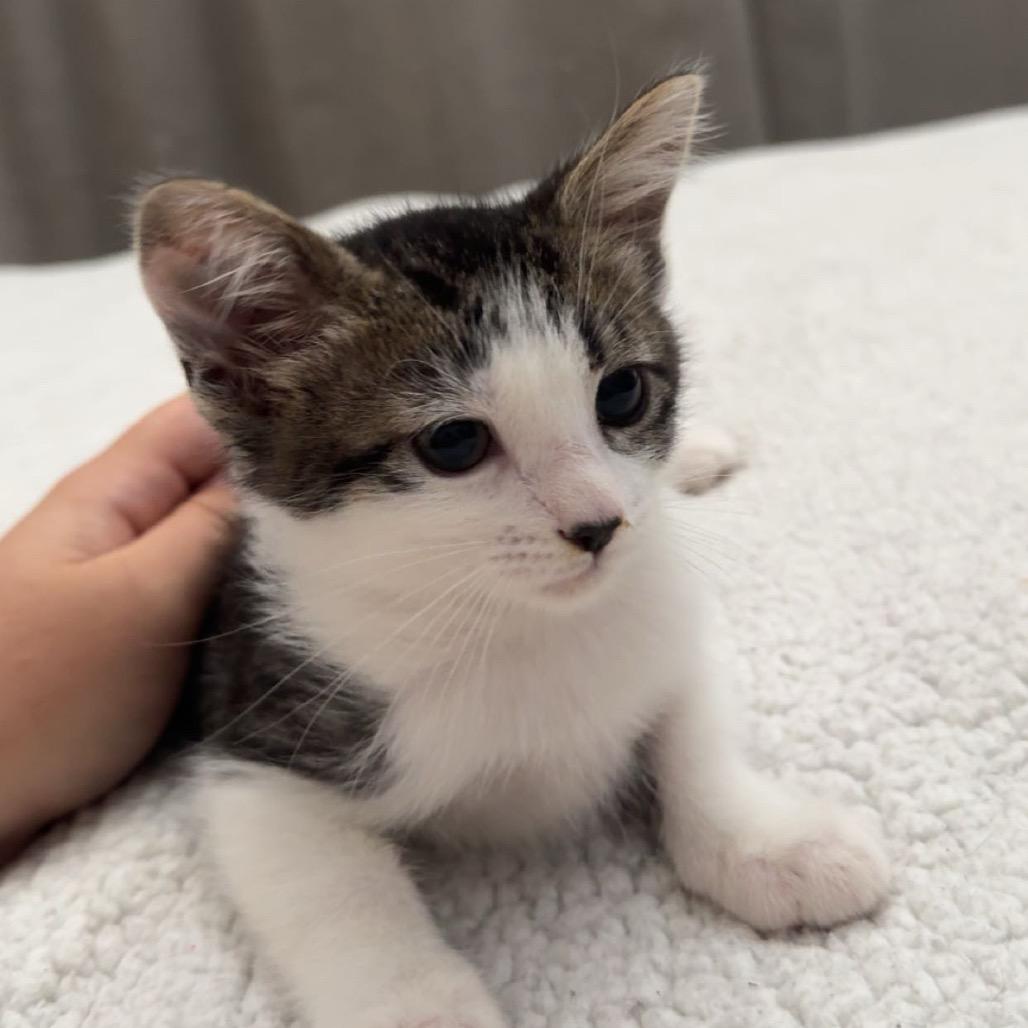 Chicken Parmigiana, Adoptable, Kitten Male Domestic Short Hair.