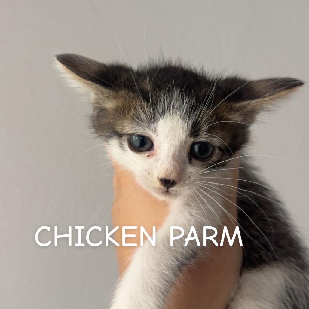 Enlarge Chicken Parmigiana, a Adoptable Domestic Short Hair in Westminster, CA image 2/2