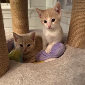 Goose, an adopted Domestic Short Hair in Richmond, VA image 2/4