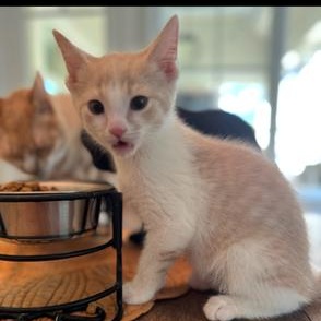 Goose, adopted, Kitten Male Domestic Short Hair.