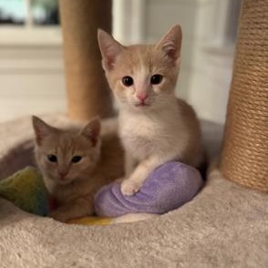 Goose, an adopted Domestic Short Hair in Richmond, VA image 3/4