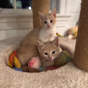 Goose, an adopted Domestic Short Hair in Richmond, VA image 4/4