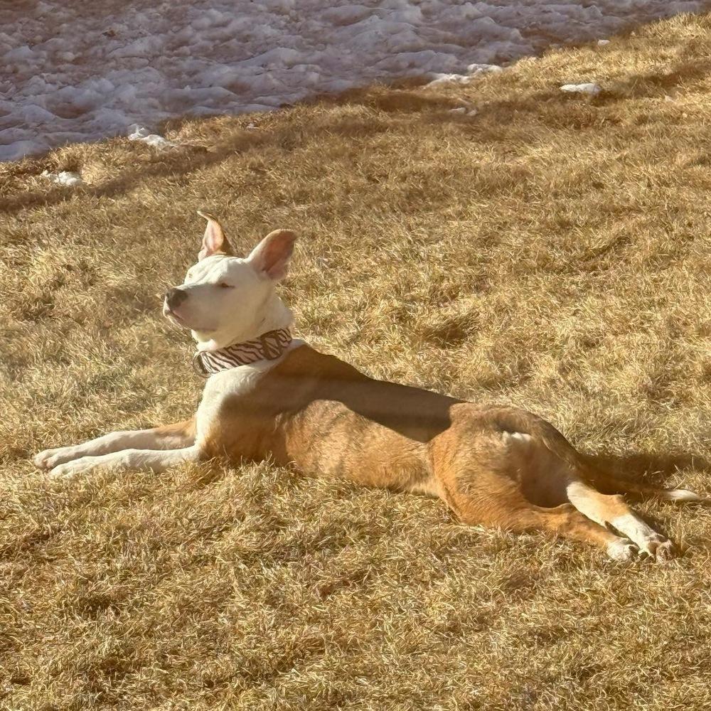 Enlarge Ally, a Adoptable mixed breed in Colorado Springs, CO image 1/2